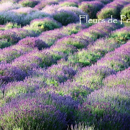 Fleurs De Provence